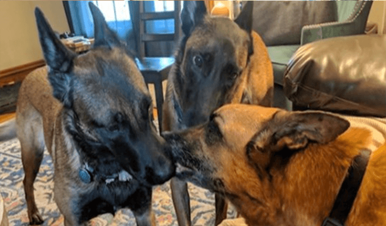 Cachorros dão beijos em seus irmãos antes de se despedirem