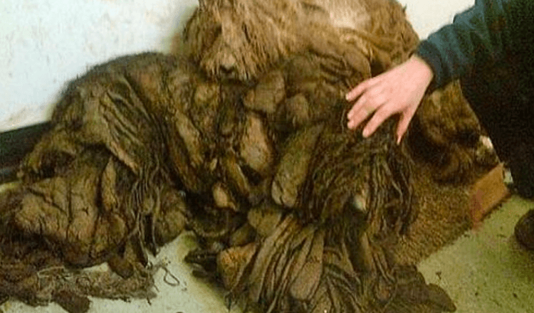 Homem resgata cães severamente emaranhados que pensavam ser uma pilha de trapos