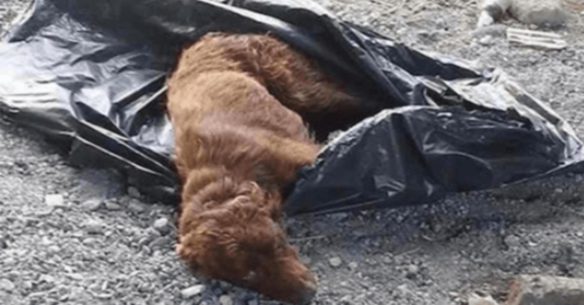 Cachorro amarrado em saco de lixo e deixado no leito de um rio para apodrecer é resgatado bem a tempo