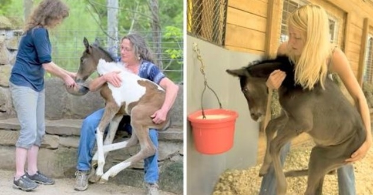 Cavalos indesejados deixados para morrer em um mundo de reprodução brutal, uma mulher gentil os resgata