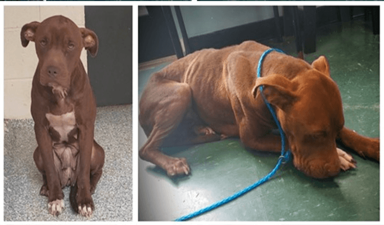 Cão de abrigo no corredor da morte treme de medo e tem medo de andar