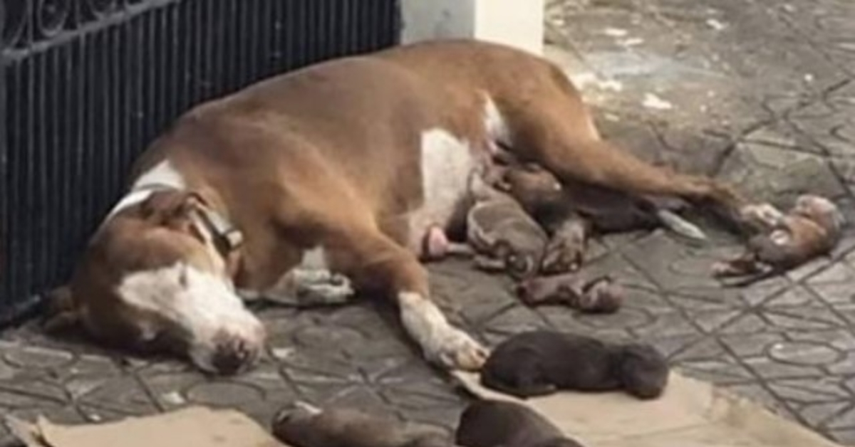 Ela dá à luz na calçada e desmaia quando a ajuda chega para proteger seus filhotes