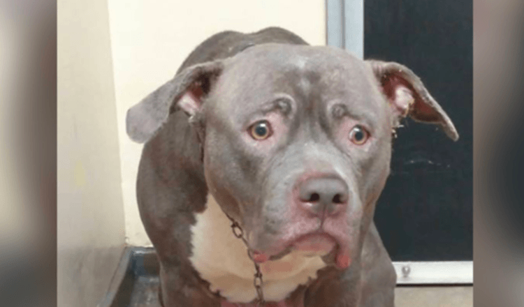 Cão faz a cara mais triste quando sua família a abandona no abrigo