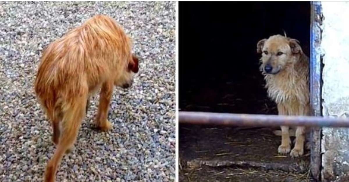 Cachorro triste que andava com a cabeça abaixada e o rabo dobrado ganha uma segunda chance