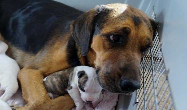 Homem ameaça afogar cachorros, mas uma mulher e seu cachorro deram um lar para eles