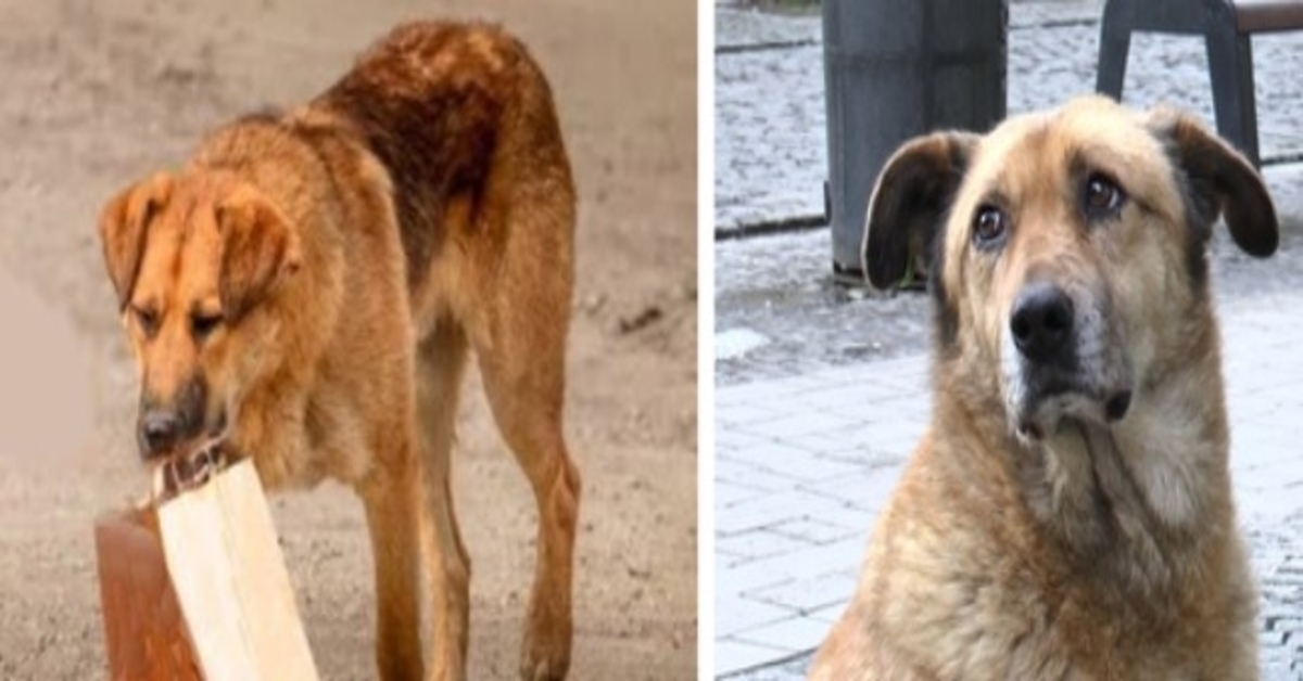 O cachorro vinha todos os dias buscar comida e levava em uma sacola para a passagem subterrânea. O homem o seguiu