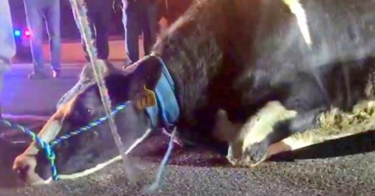 Vaca grávida desesperada para salvar bebê pula de caminhão a caminho do matadouro