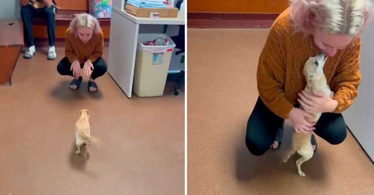 Cão que ‘morreu’ corre para os braços da mãe quando ela a vê em abrigo