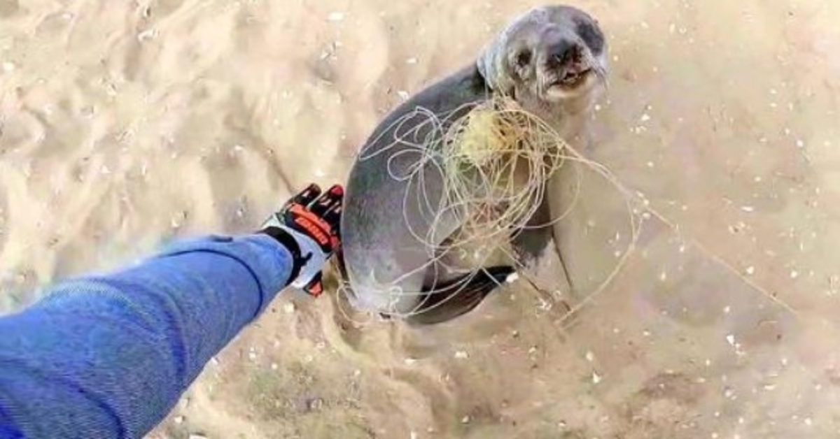 O bebê foca para agradecer a seus salvadores por libertá-lo antes de se juntar à sua família