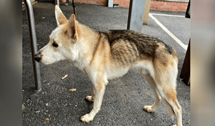 Cachorro desaparecido há 8 anos reconhece instantaneamente seu pai em reencontro emocionante