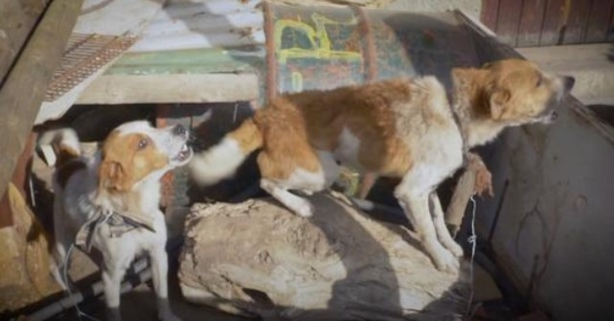 Cães foram amarrados a um tronco por dois anos enquanto um prego surgia de cima