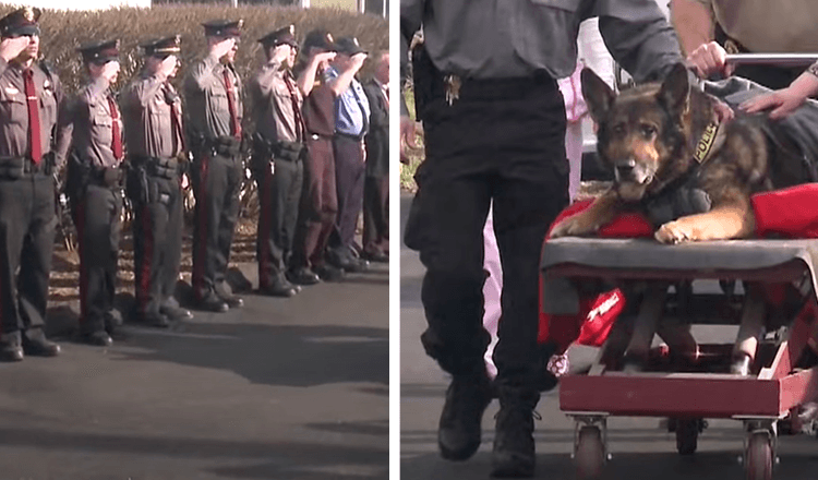 K9 é homenageado com 1 último passeio no carro da polícia antes de ser colocado para dormir