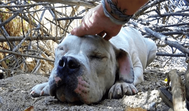 Cachorro sem-teto doente estava tão fraco que desistiu da vida, mas alguém o viu