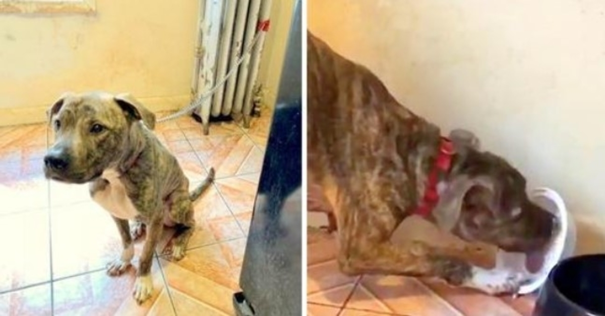 Pit Bull passou fome e acorrentado ao radiador por 6 meses, come neve pensando que é comida