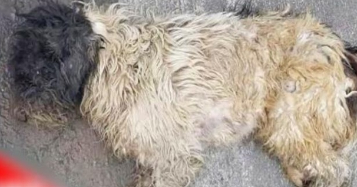 Senhora passa por cima de “cachorro morto” a caminho do trabalho, olha para trás com pesar e ele se mudou