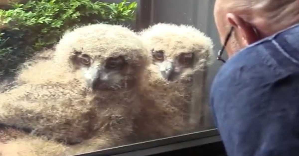 A maior coruja do mundo choca bebês gigantes fora da janela do homem e agora eles assistem TV com ele