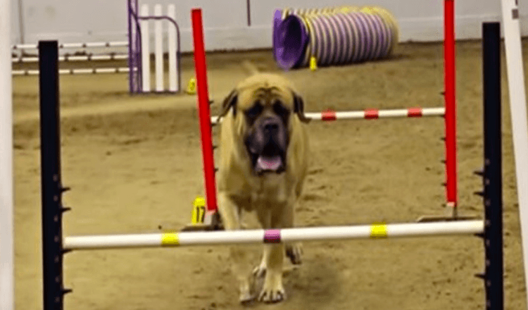 Mastiff inglês conclui curso de agilidade em tempo lento recorde