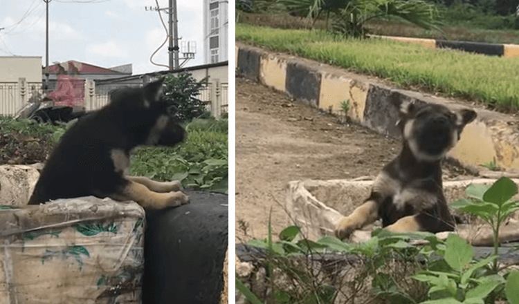 Filhote de cachorro jogado em uma lata de lixo gosta de lixo e clama por ajuda