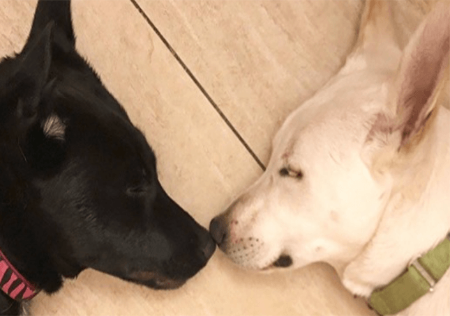 Apelo final para que pares de cães sejam adotados juntos alcança toda parte