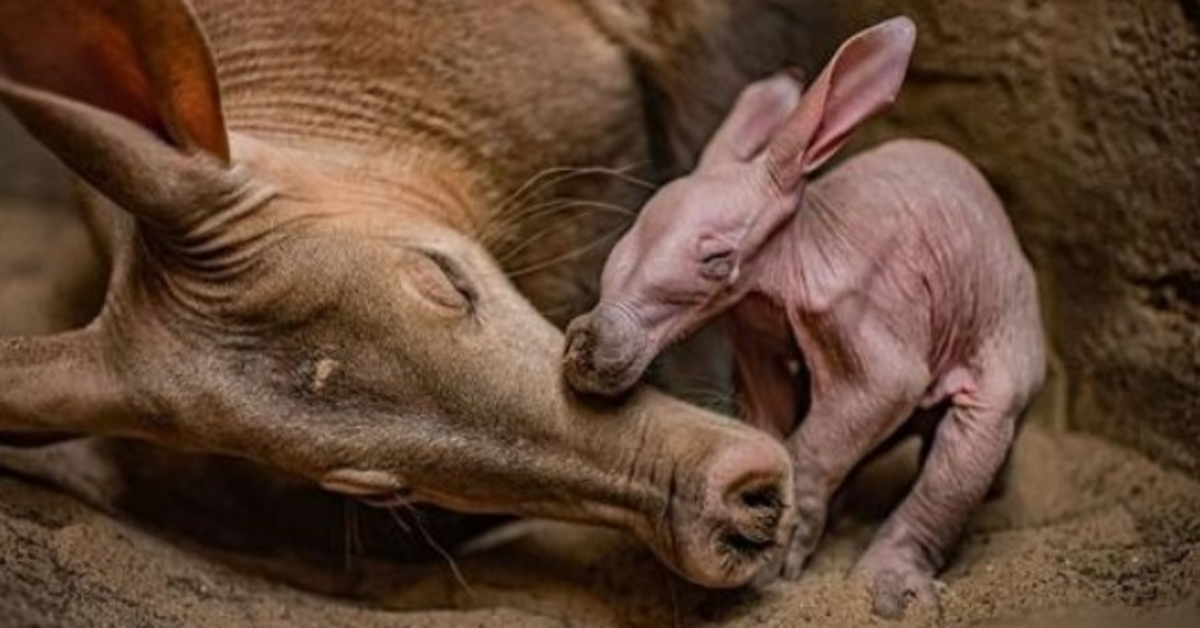 Chester Zoo ‘muito feliz’ ao comemorar o nascimento de seu primeiro porco-da-terra