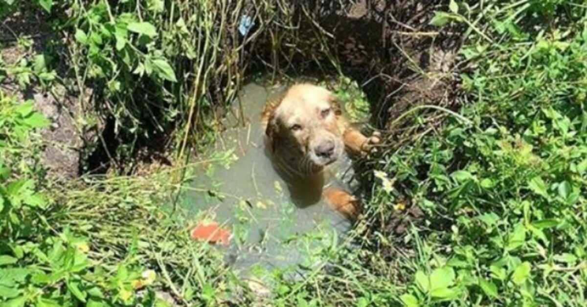 Policial ajuda a salvar um cachorrinho de afogamento e decide se tornar seu pai