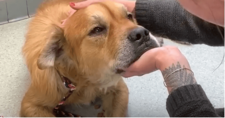 Cão idoso em abrigo põe a pata em mulher e avisa que é hora