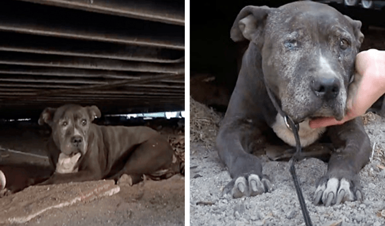 Ela passou 9 anos sozinha em um ferro-velho sozinha depois que seu dono a deixou para trás