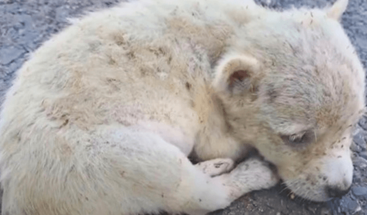 Filhote de cachorro com o coração partido devorado por pulgas enrolado na estrada, fraco demais para continuar