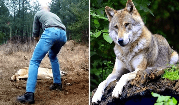 Homem salva um lobo moribundo e seus filhotes, anos depois o lobo retribui o favor