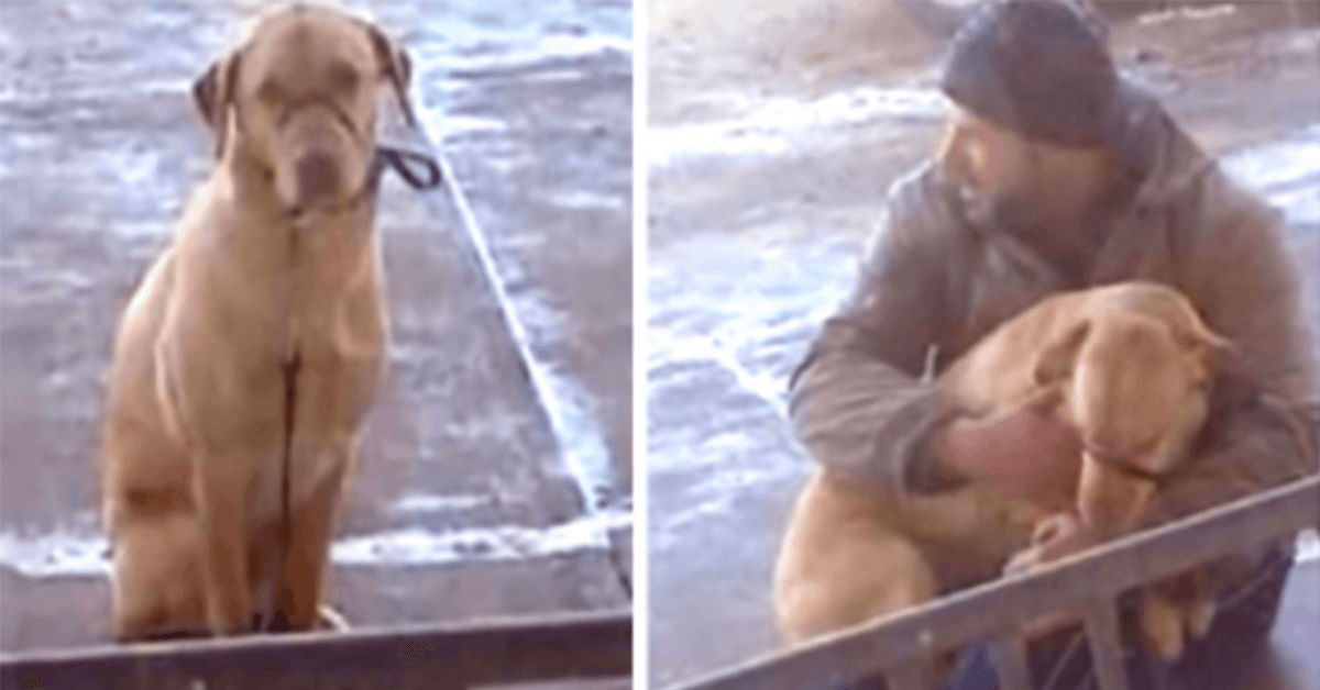 Homem encontra cachorro tremendo do lado de fora no frio e não perde tempo