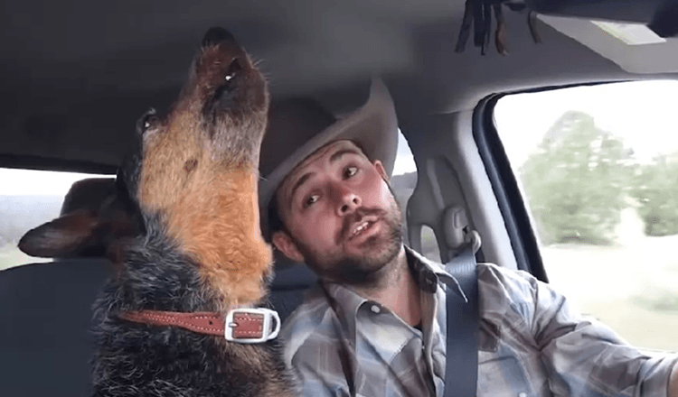 Cachorro canta doce dueto com Cowboy depois que sua música favorita começa