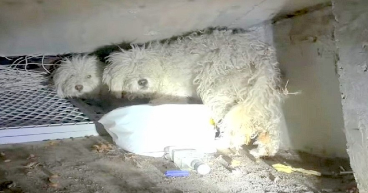 Cachorro abandonado protege sua irmã depois que eles foram cruelmente jogados em um esgoto