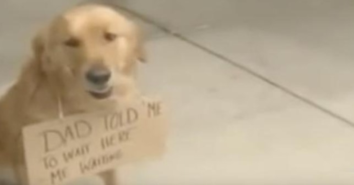 Cão é visto do lado de fora de uma loja com uma placa em volta do pescoço