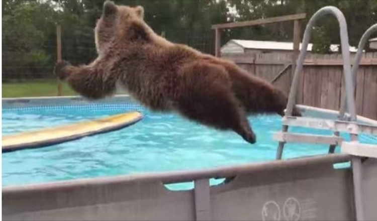 A barriga do urso pardo cai direto na piscina, depois se vira e dá um sorriso enorme para a câmera