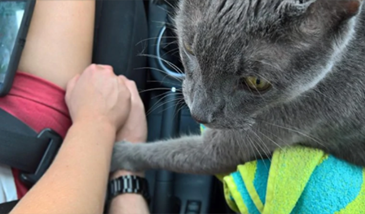 Momento emocionante: gato moribundo ‘segura a mão do dono’ na última viagem ao veterinário