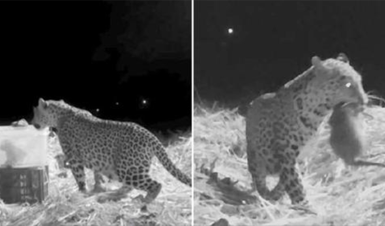 Equipe de resgate registrou a reunião da mãe leopardo e filhote perdido encontrado por humanos amigáveis