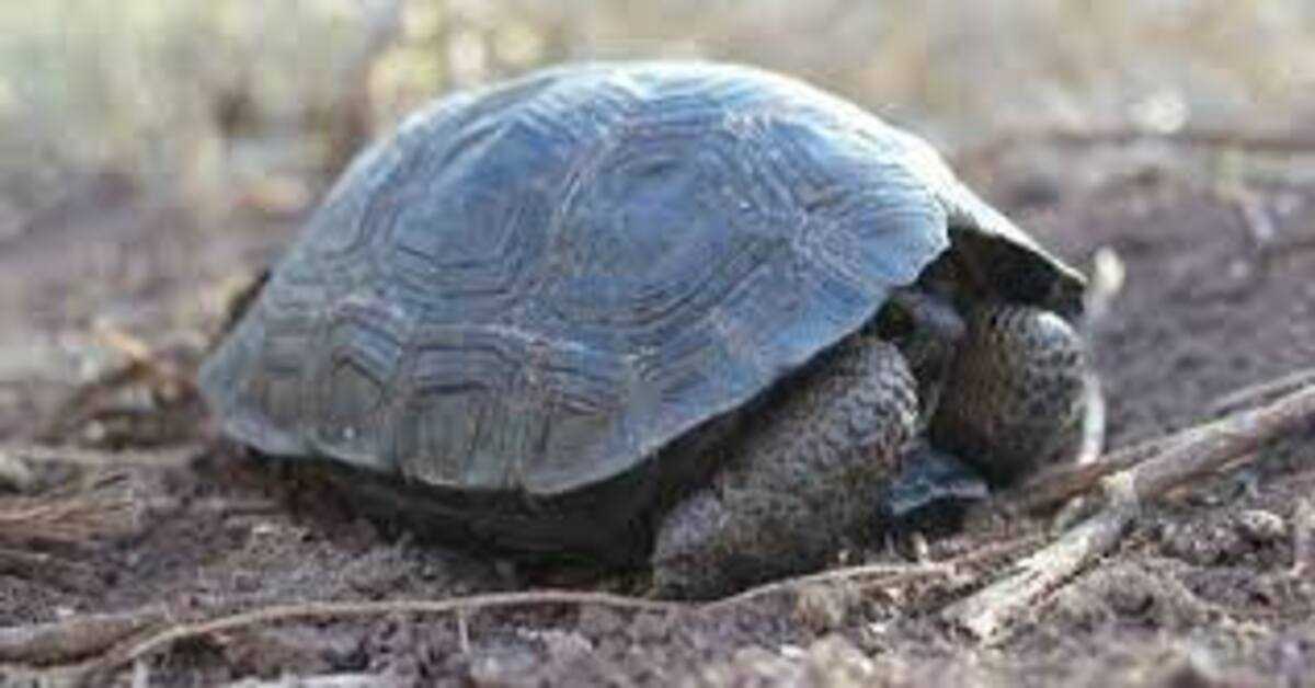 Tartarugas bebês nascem na ilha de Galápagos pela primeira vez em cem anos