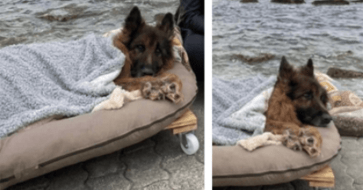 Cachorro velho e paralítico que foi abandonado encontra o mar e o amor verdadeiro antes de morrer