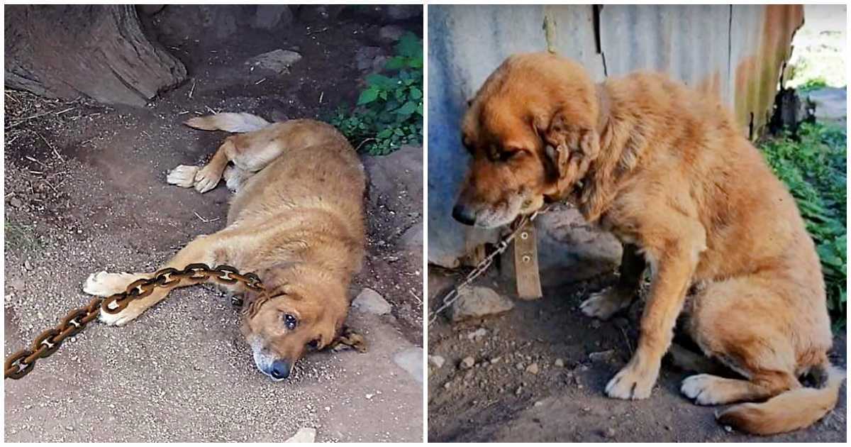 Cão passou 12 anos acorrentado na terra, imaginando quando chegaria seu dia