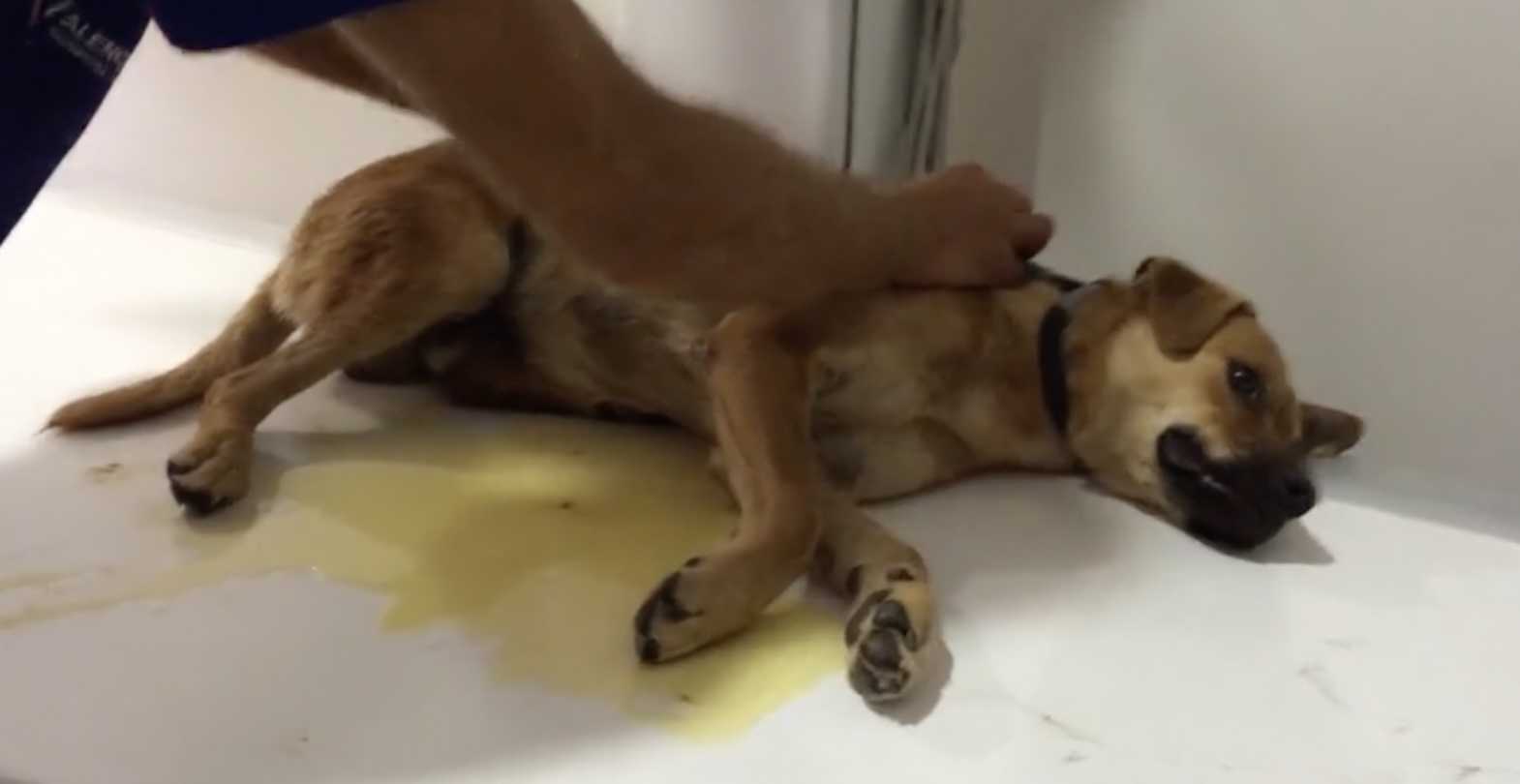 Cachorro abusado ficou tão traumatizado que urinou em si mesmo toda vez que foi tocado