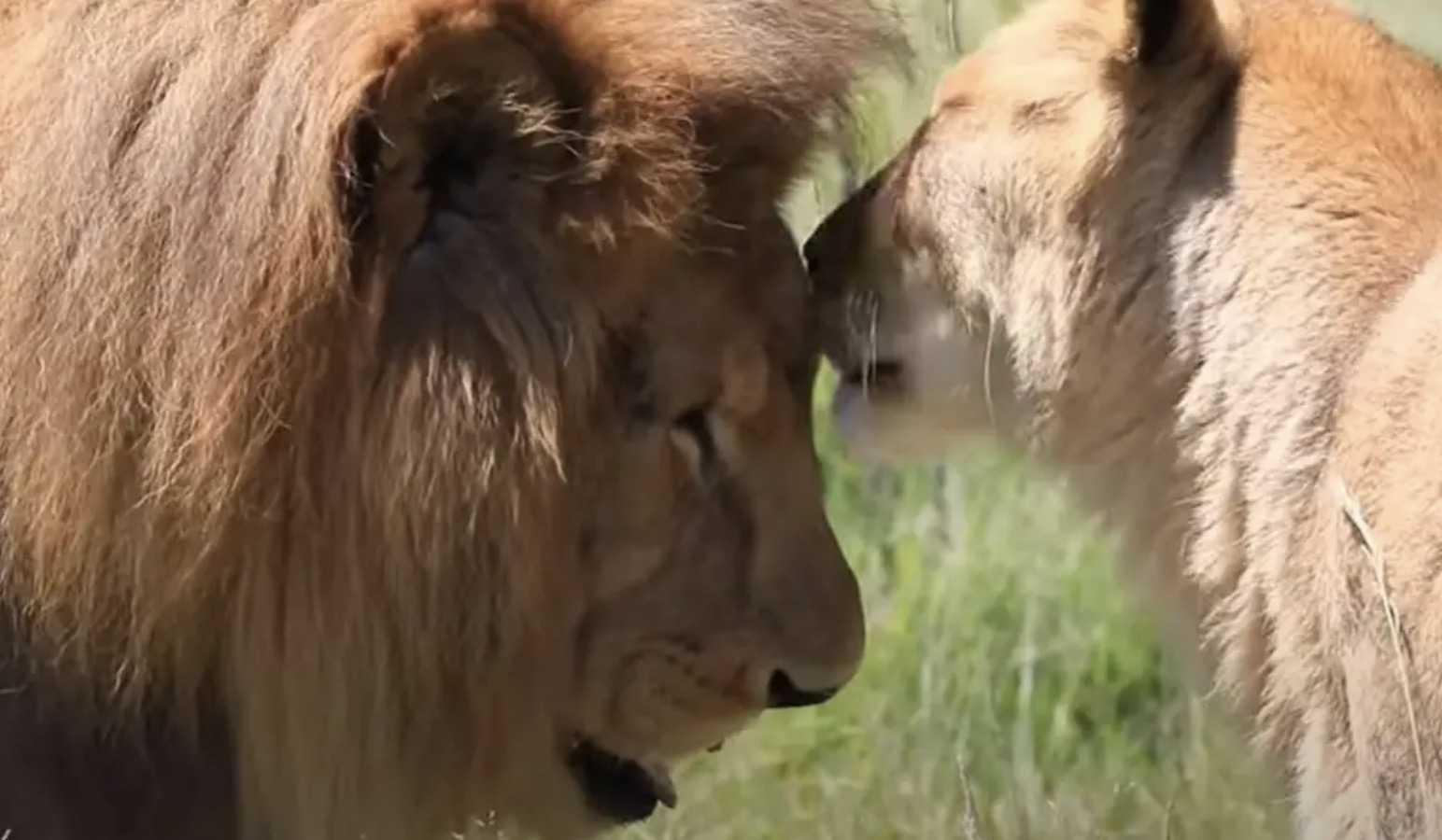 Após 8 anos em uma gaiola, leões de circo resgatados tocam a grama pela primeira vez