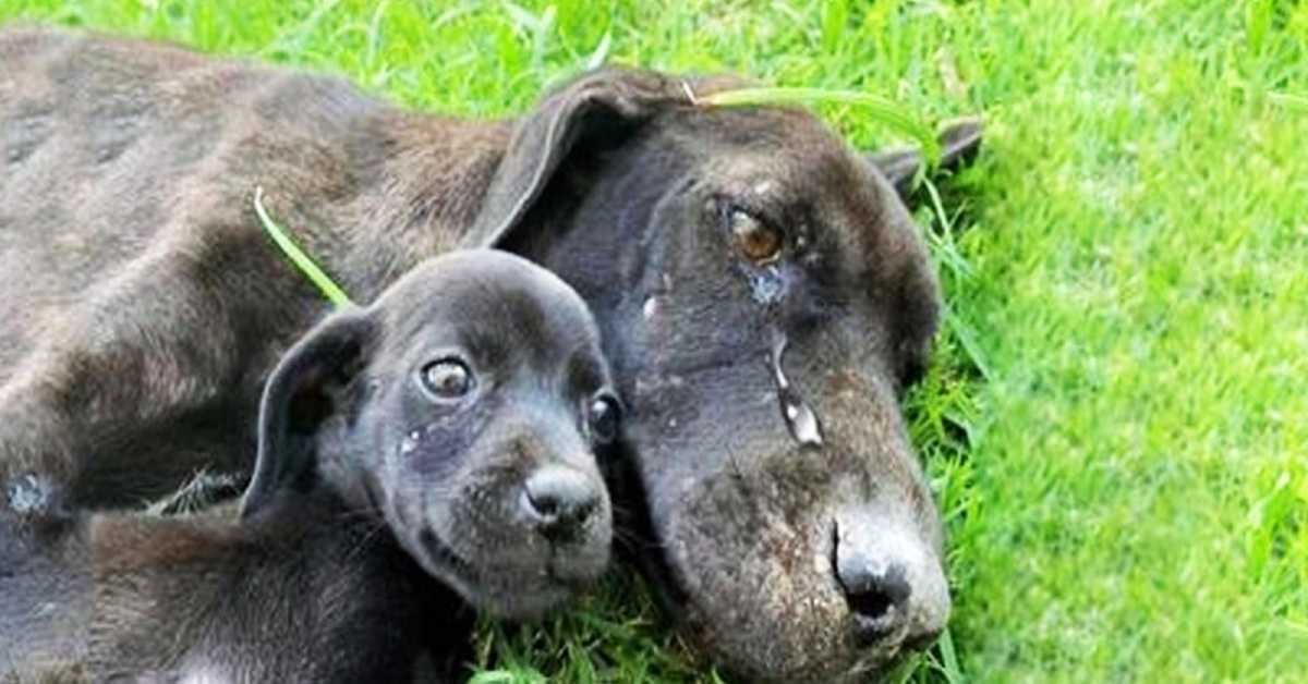 Cachorra exausta é encontrada chorando porque não conseguia cuidar de seus filhotes