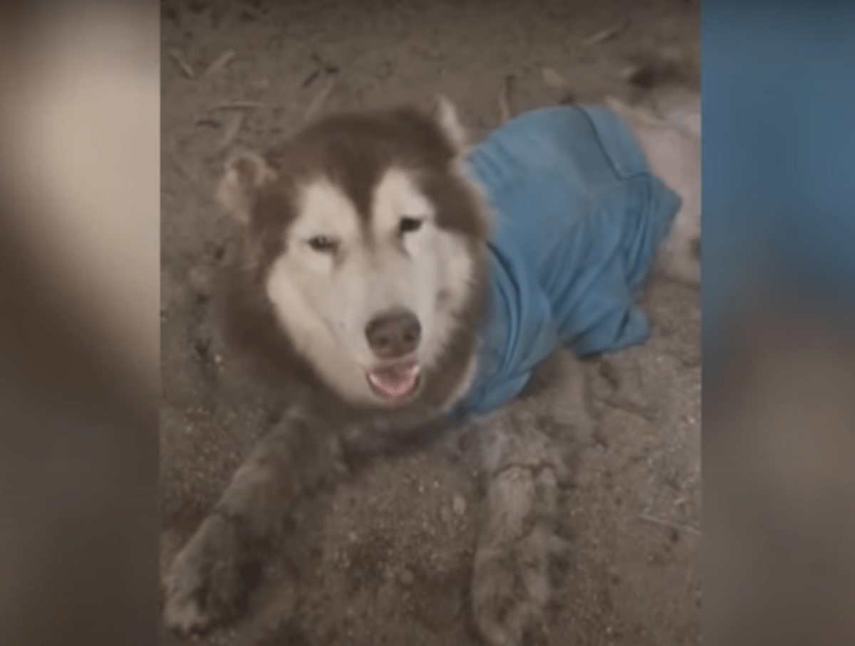 Husky com pernas mutiladas sorri e sacode para que não passem por ele novamente