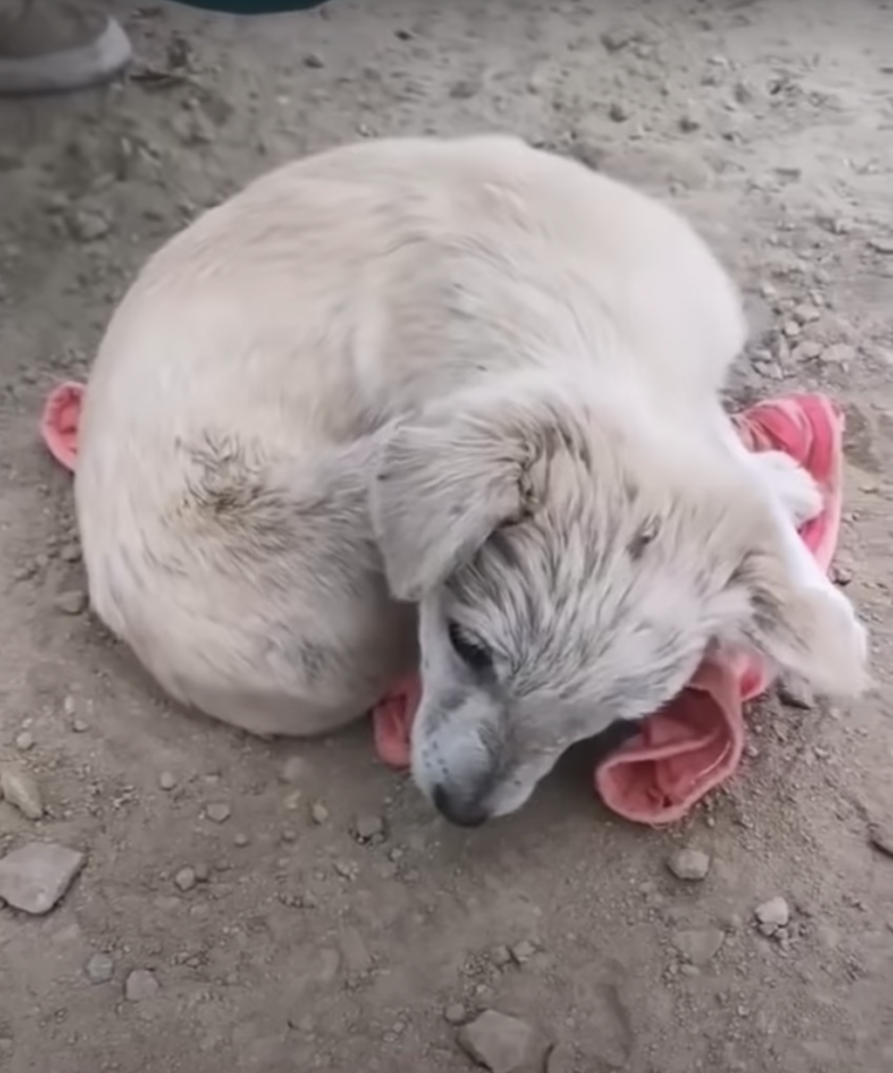 Cachorro com dano cerebral, enrolado para se esconder, não conseguia levantar a cabeça para agradecer ao salvador