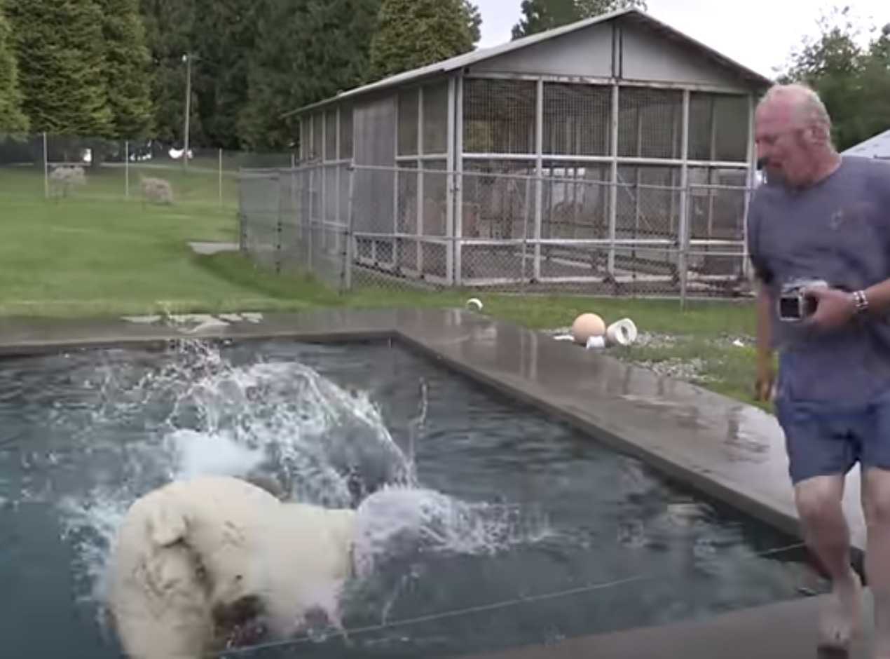 Homem nada com um urso polar branco que ele criou por mais de duas décadas