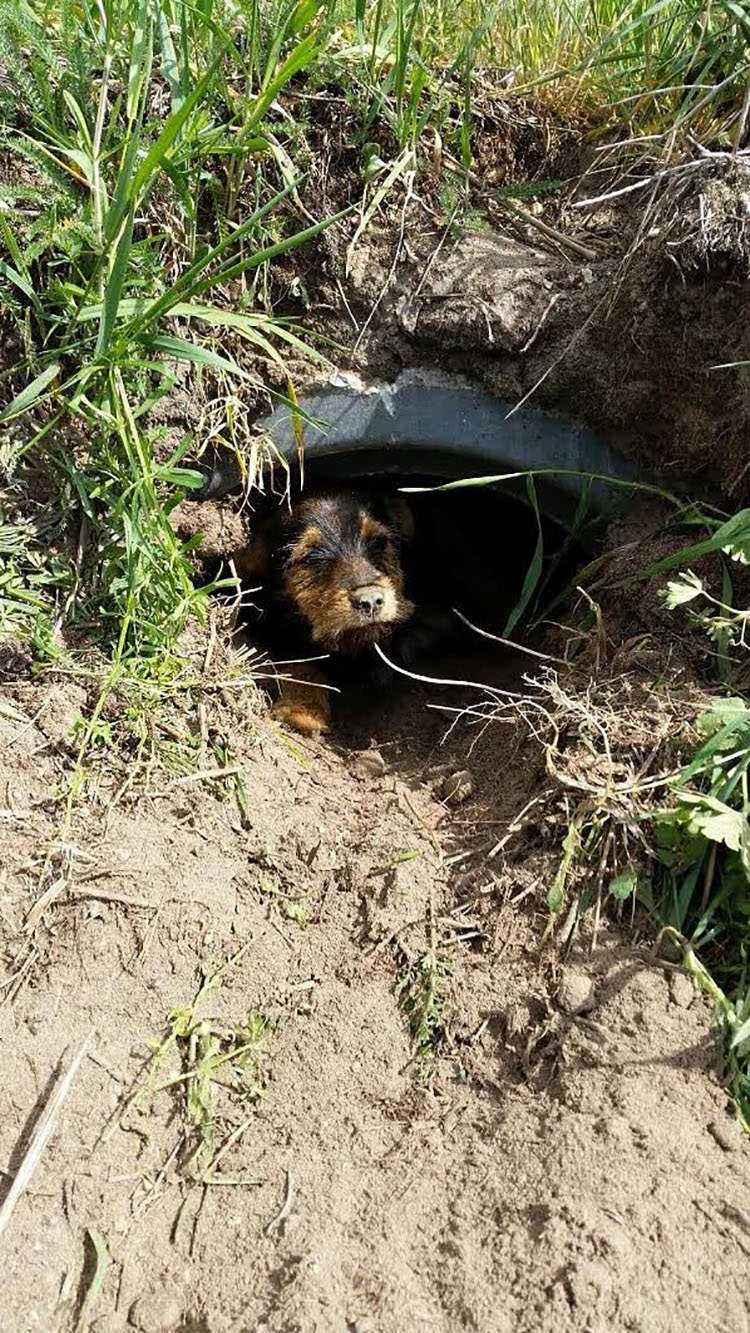 Este cachorro com as pernas quebradas vivia sozinho em uma vala