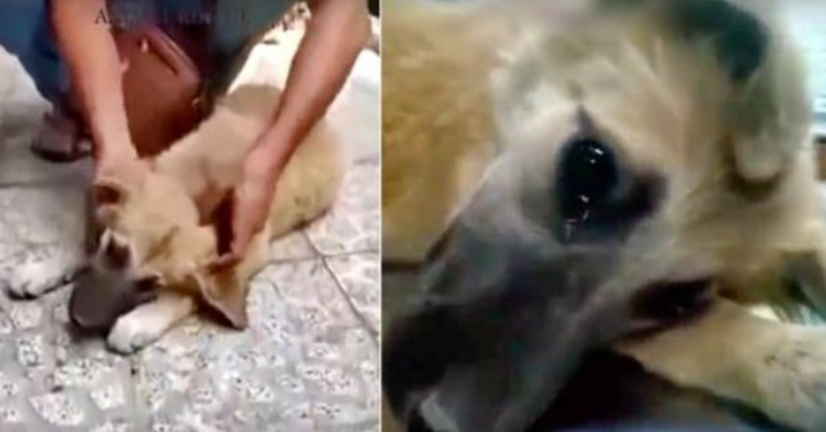 Agredida por homem drogado, cachorrinha de rua derramou lágrimas verdadeiras quando se sentiu segura