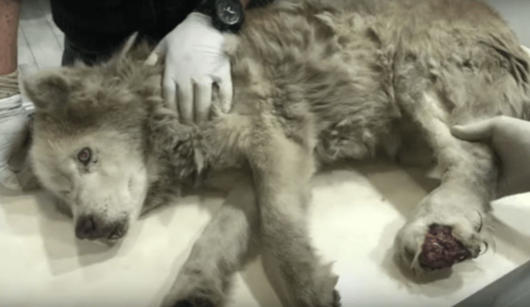 Husky vеlhо imundо соm реrnа infесtаdа еsсоndеu suа mаgnifiсênсiа sоb suа dоr