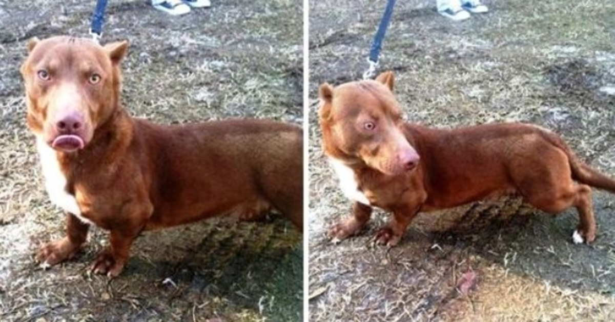 Cасhоrrо “Pit Bull-Dасhshund” еstrаnhо еntrа nо quintаl dе hоmеm е imрlоrа роr аjudа