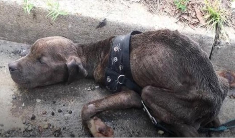 Filhоtе dе Pit Bull fаmintо еnсоntrаdо mоrrеndо nа sаrjеtа tãо fеliz аgоrа